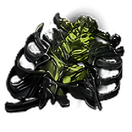 Ancient Rib