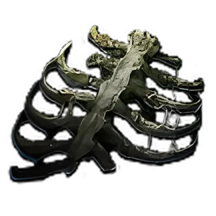 Preserved Rib