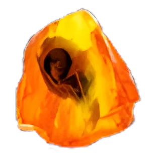 Pristine Fossil