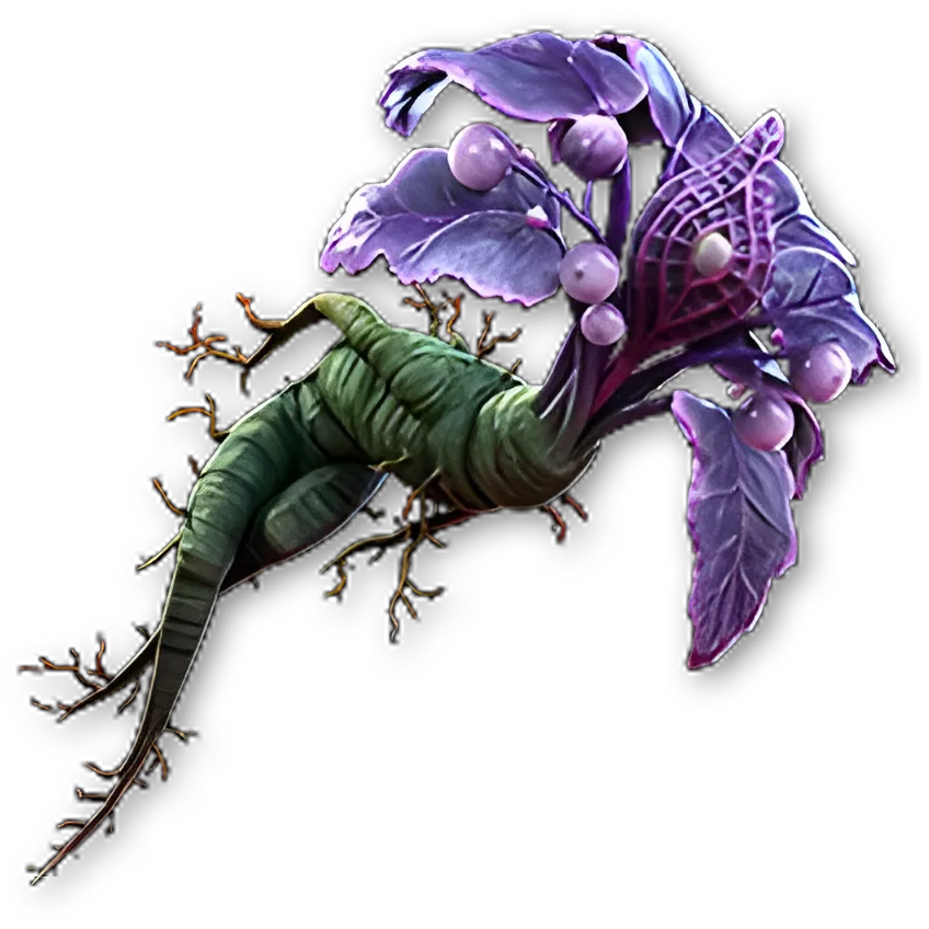 Amor Mandragora